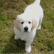 Photo de Golden retriever