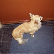 Photo de Chihuahua  poil long