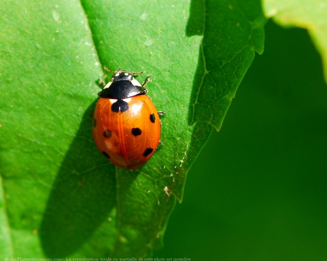 Photo de Coccinelle