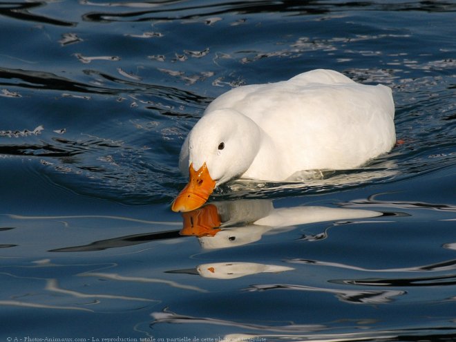 Photo de Canard