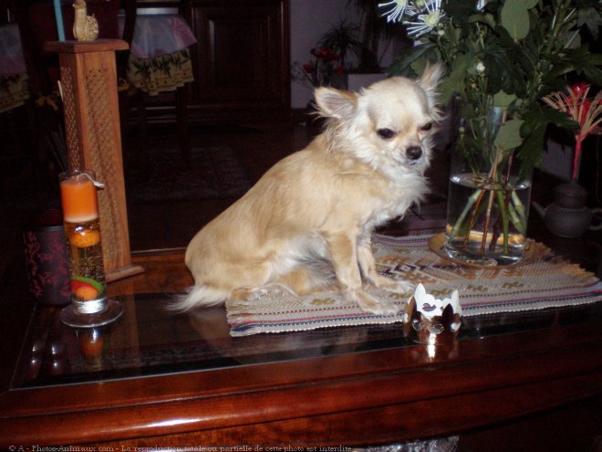 Photo de Chihuahua  poil long