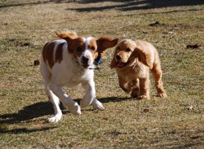 Photo de Races diffrentes