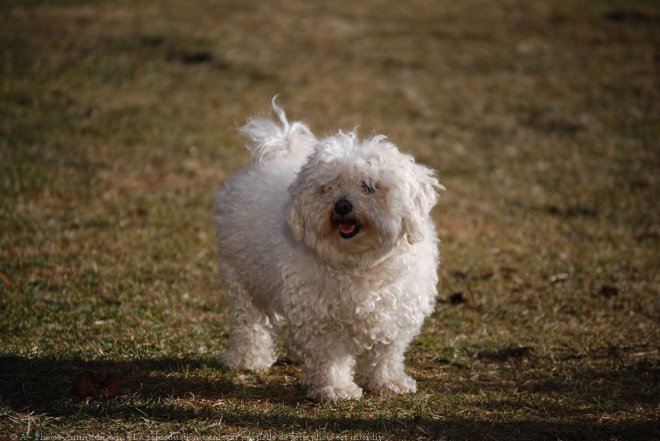 Photo de Bichon maltais