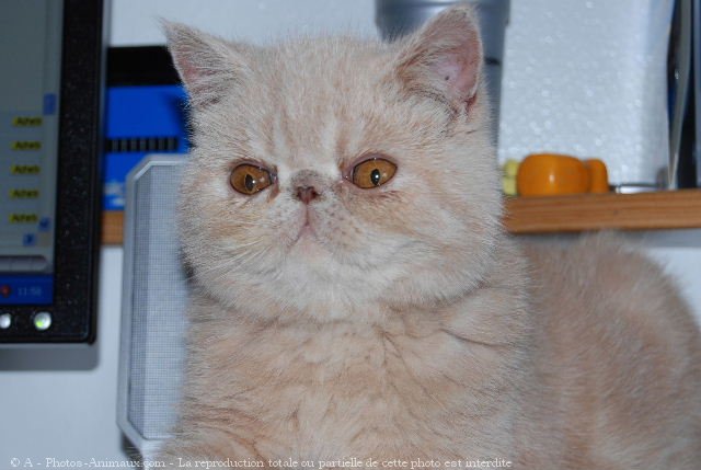 Photo d'Exotic shorthair