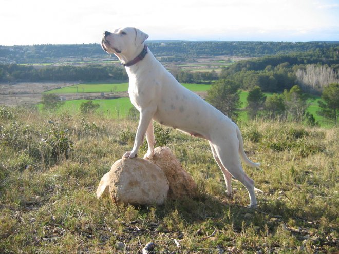 Photo de Dogue argentin