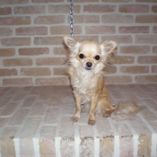 Photo de Chihuahua  poil long