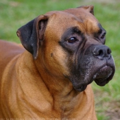 Photo de Boxer