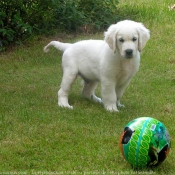 Photo de Golden retriever