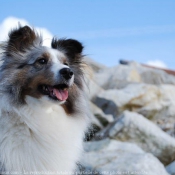 Photo de Chien de berger des shetland