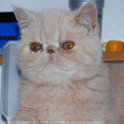 Photo d'Exotic shorthair