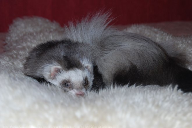 Photo de Furet