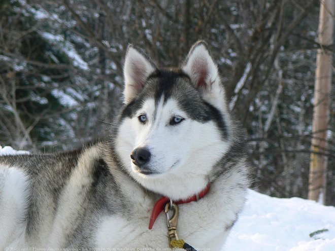 Photo de Husky siberien