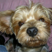 Photo de Yorkshire terrier