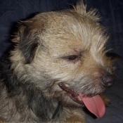 Photo de Border terrier