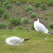 Photo de Mouette