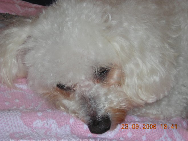 Photo de Bichon  poil fris