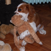 Photo de Cavalier king charles spaniel