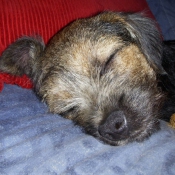 Photo de Border terrier