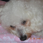 Photo de Bichon  poil fris