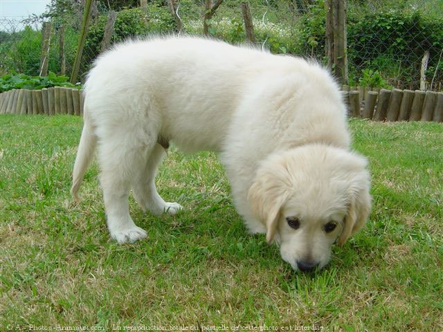 Photo de Golden retriever