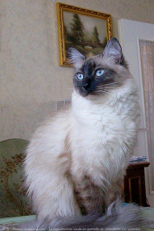 Photo de Sacr de birmanie