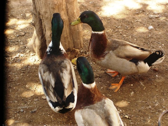 Photo de Canard