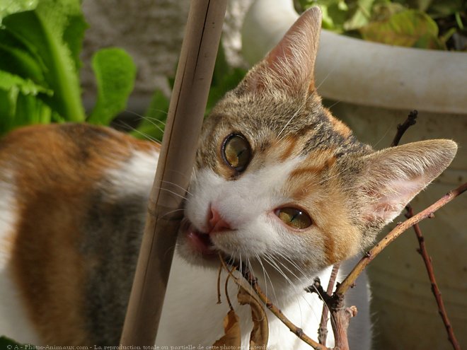 Photo de Chat domestique