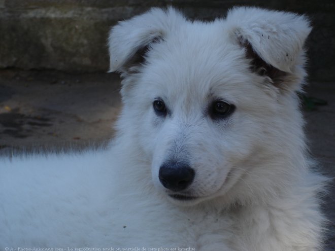 Photo de Berger blanc suisse