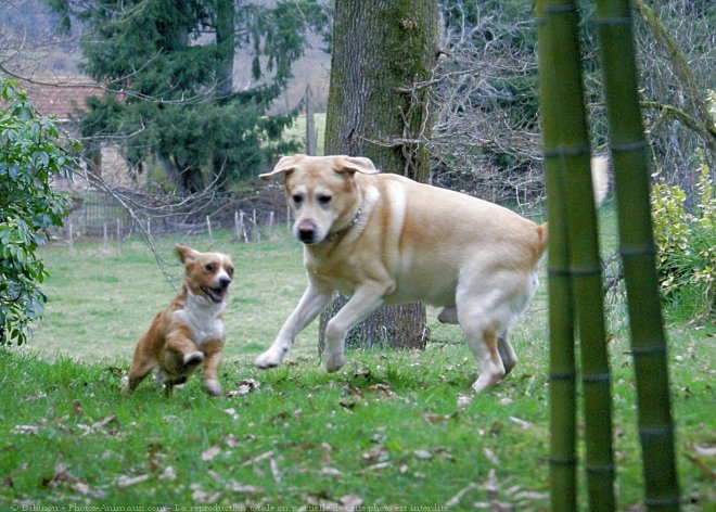 Photo de Labrador retriever