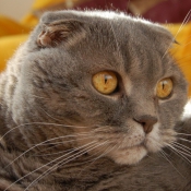 Photo de Scottish fold