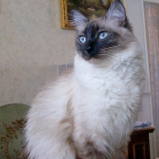 Photo de Sacr de birmanie