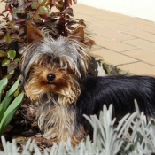 Photo de Yorkshire terrier