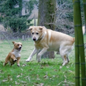 Photo de Labrador retriever