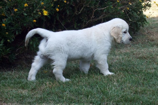 Photo de Golden retriever