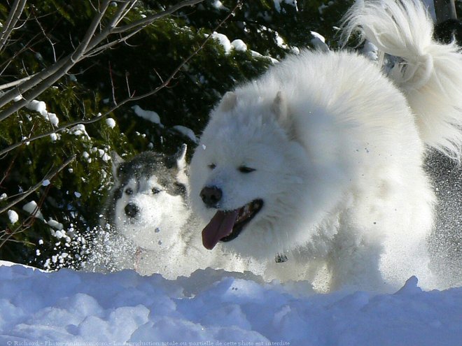 Photo de Races diffrentes