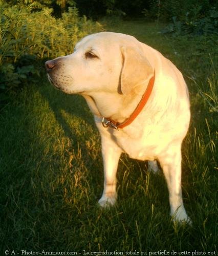 Photo de Labrador retriever