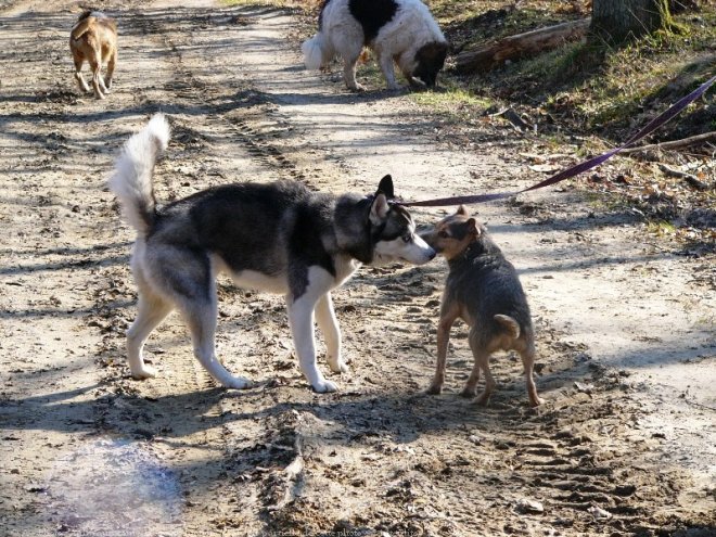 Photo de Husky siberien