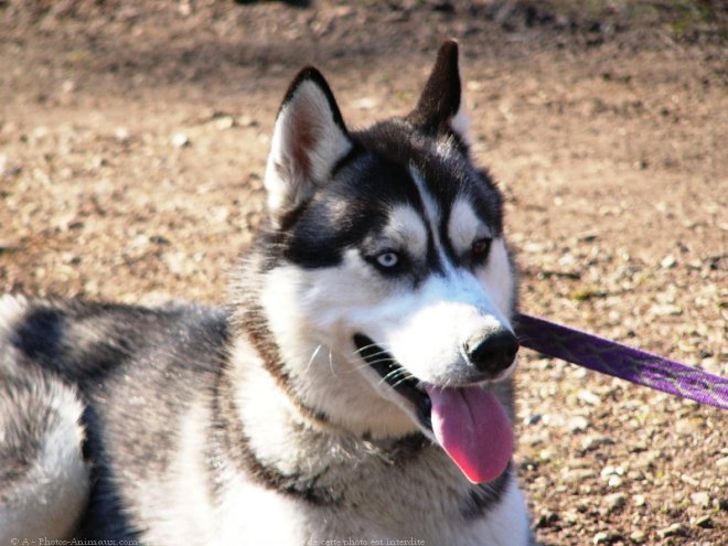 Photo de Husky siberien