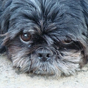 Photo de Shih tzu