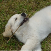 Photo de Golden retriever