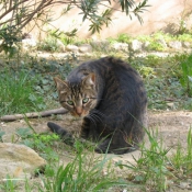 Photo de Chat domestique