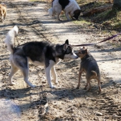 Photo de Husky siberien