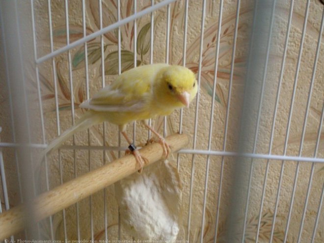 Photo de Canari