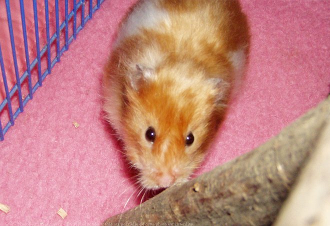 Photo de Hamster