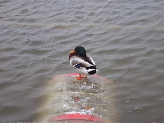 Photo de Canard colvert