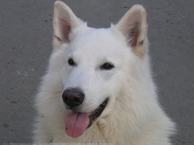 Photo de Berger blanc suisse