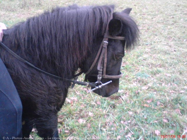 Photo de Shetland