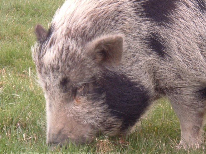 Photo de Cochon