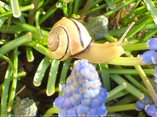 Photo d'Escargot