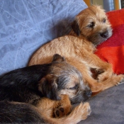 Photo de Border terrier